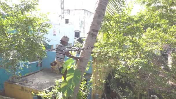 Chennai India January 2021 Old Man Climbing Coconut Tree Stock — 비디오