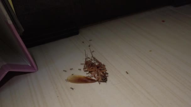 地上赤アリ兵士は床の上にゴキブリを殺します4Kストック映像 赤アリ狩りと女王アリの巣にゴキブリを取る — ストック動画