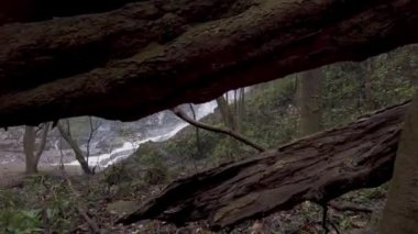 Yağmur Ormanı Gizli Şelaleleri 4K Stok Görüntüleri. Tropikal yağmur ormanlarında saklı çok güzel bir şelale. Orman yürüyüşü