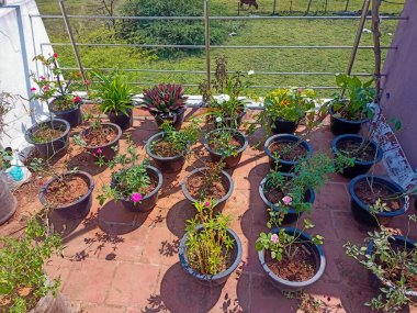 Ev Bahçesi - Bahçeye Çiçek dikmek, Romantizm, Idyll, Bahar.