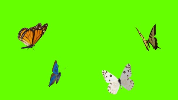 Borboleta Colorida Voando Fundo Fosco Tela Verde Animação Stock