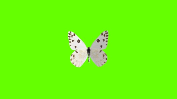 Colorida Mariposa Volando Pantalla Verde Mate Fondo Animación Stock Footage — Vídeos de Stock