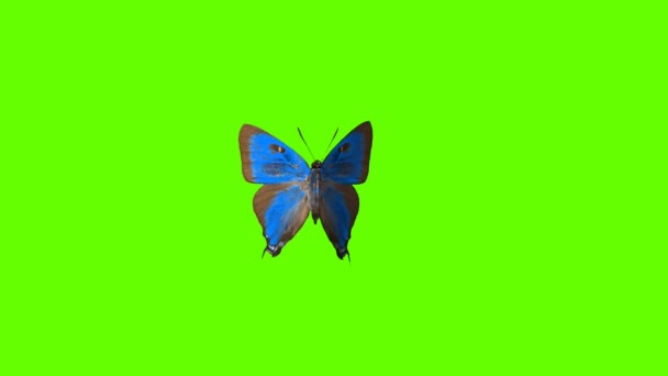 Πολύχρωμο Πετώντας Πεταλούδα Πράσινο Φόντο Οθόνη Matte Animation Φιλμ Μικρού — Αρχείο Βίντεο