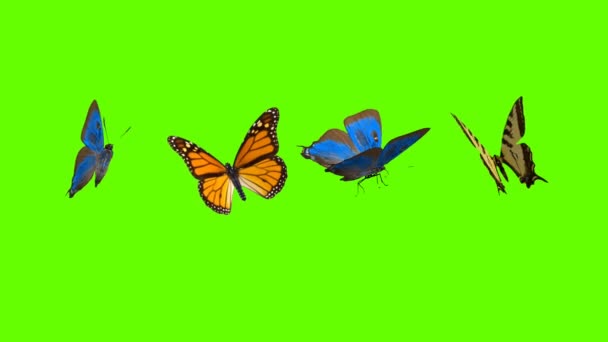Colorful Butterfly Flying Green Screen Matte Background Animation Stock Footage — Stock Video © srinivasansri5560 #455658512 Colorful Butterfly Flying Green Screen Matte Background Animation Stock Footage — Stock Video © srinivasansri5560 #455658512