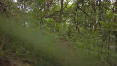 4K Stok Görüntülerinde Hindistan Batı Ghat Yağmur Ormanı Yolu Derin Ormanda Yürüyor.