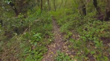 4K Stok Görüntülerinde Hindistan Batı Ghat Yağmur Ormanı Yolu Derin Ormanda Yürüyor.