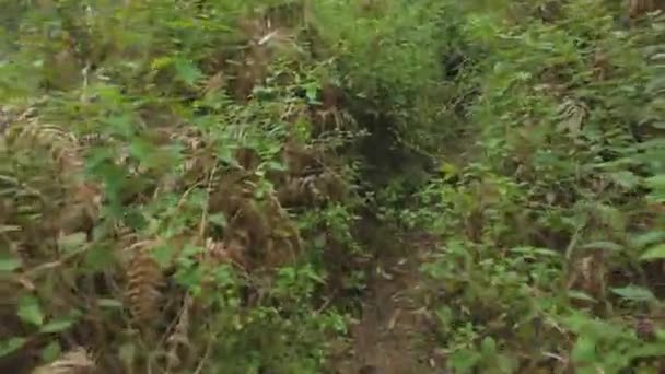 Chemin Forêt Pluie Des Ghats Occidentaux Indiens Marchant Travers Forêt — Video