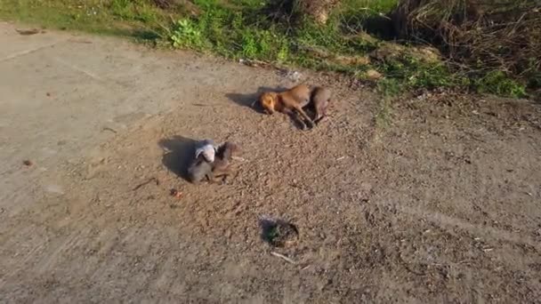 Ticks Infection Stray Street Собаки Відпочивають Сплять Дорозі Ченнаї Тамілнаду — стокове відео