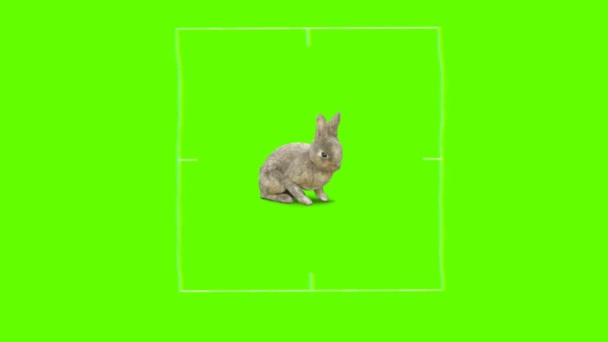 Cible Chasse Lapin Pour Tir Sur Fond Vert Animation — Video