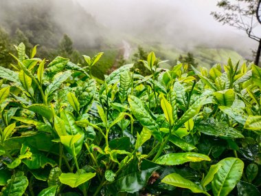 Kodaikalan Çay Çiftliği. Kodaikalan 'daki en iyi çay bitkileri, Tamilnadu, Hindistan.