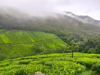Kodaikalan Çay Çiftliği. Kodaikalan 'daki en iyi çay bitkileri, Tamilnadu, Hindistan.