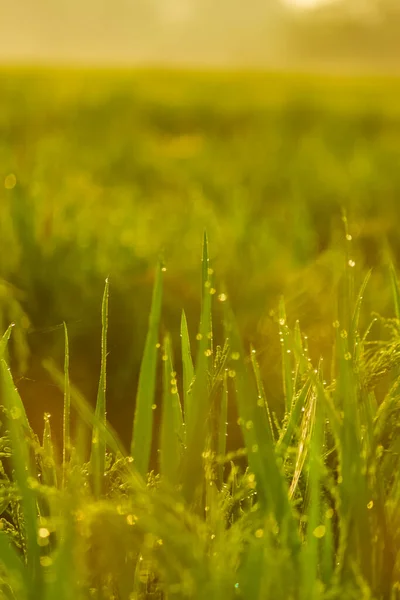 Trawy Ryżowe Porannymi Kroplami Wody Ziarno Ryżu Trawa Fotografia Przyrodnicza — Zdjęcie stockowe