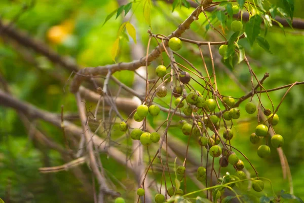 新鲜的尼姆山果在树上 叶子在自然的背景上 一片荨麻树的叶子和生长着天然药物的果实 刺槐科 刺槐科 刺槐科或印度丁香科 红木科 — 图库照片