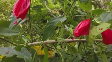 Kırmızı Hibiscus gül çiçeği makro görüntüyü kapat - sinensis, halk dilinde Çin amblemi, Çin gülü, Hawaii amberotu, gül gülü ve ayakkabı boyası, tropikal ambar türleri,
