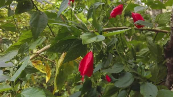 Red Hibiscus Rosa Flower Close Macro Footage Sinensis Coloquialmente Como — Vídeo de Stock