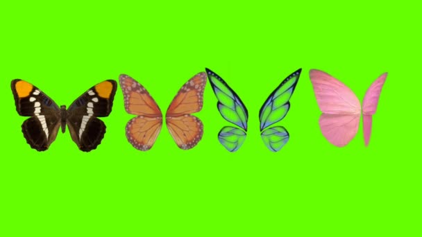 Belles Ailes Papillons Sur Fond Vert Mat Animation Stock Footage — Video