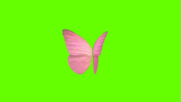 Hermosas Mariposas Alas Pantalla Verde Mate Fondo Animación Stock Imágenes — Vídeos de Stock