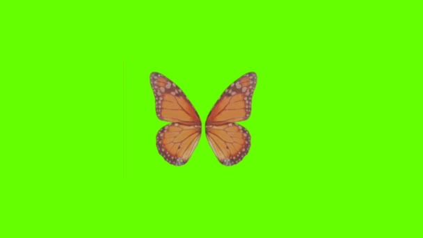 美しい蝶の翼と緑の画面のマット背景4Kアニメーションストック映像 — ストック動画