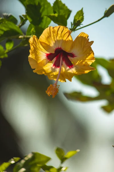 Yellwo Hibiscus Rosa Sinensis Colloquially Chinese Hibiscus China Rose Hawaiian — Stockfoto