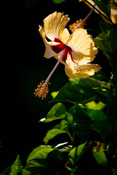 Yellwo Hibiscus Rosa Sinensis Разговорно Говоря Китайский Гибискус Китай Розы — стоковое фото