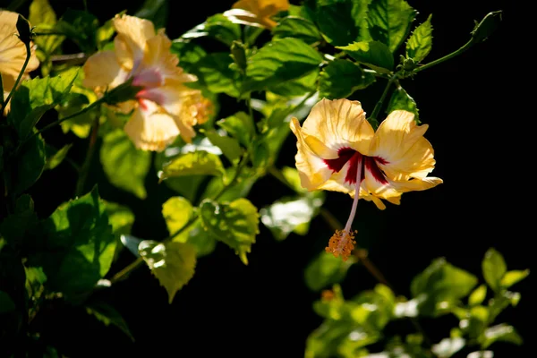 Yellwo Hibiscus Rosa Sinensis Colloquially Chinese Hibiscus China Rose Hawaiian — Stockfoto