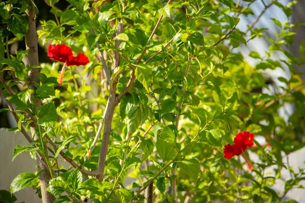 Red Hibiscus Rosa Sinensis Colloquially Chinese Hibiscus China Rose Hawaiian — Stockfoto