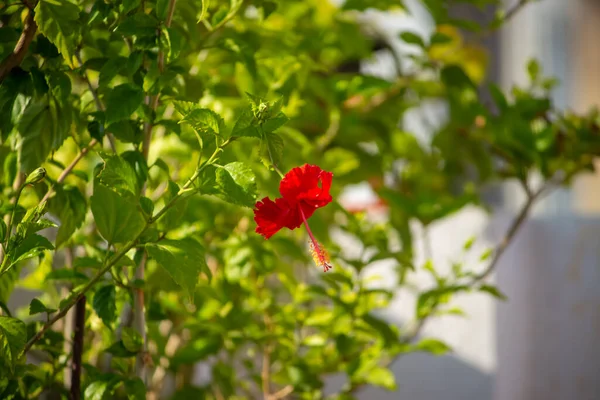 Red Hibiscus Rosa Sinensis Colloquially Chinese Hibiscus China Rose Hawaiian — Stockfoto