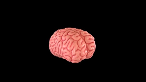 Ανθρώπινη Περιστροφή Του Εγκεφάλου Animation Μαύρο Φόντο — Αρχείο Βίντεο