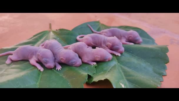 Cinematic Aspect Ratio Pasgeboren Baby Rat Stock Beelden Baby Muis — Stockvideo