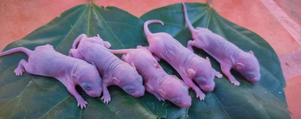 Rata Recién Nacida Hoja Stock Imágenes Baby Mouse — Foto de Stock