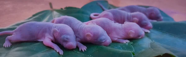 Neugeborene Baby Ratte Auf Blatt Baby Maus Archivbilder — Stockfoto