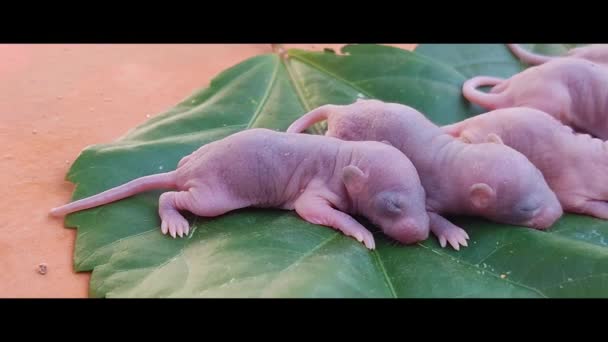 Sinematik Görünüm Oranı Stok Video Yeni Doğmuş Bebek Fare Yapraktaki — Stok video