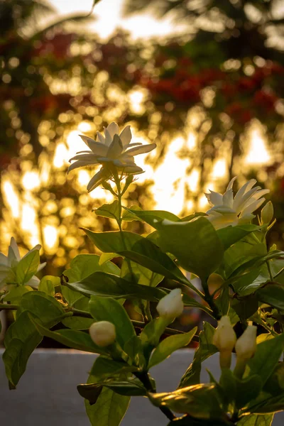 Jasminblomma Växt Hög Kvalitet Stock Bild — Stockfoto