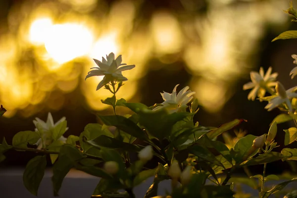 Жасмин Квітка Рослині Високоякісне Стокове Зображення — стокове фото