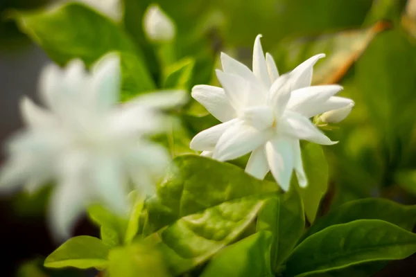 植物のジャスミンの花高品質のストック画像 — ストック写真