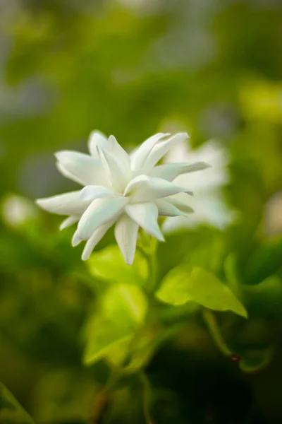 Jasmine Flower Plant High Quality Stock Image — Stock Photo, Image