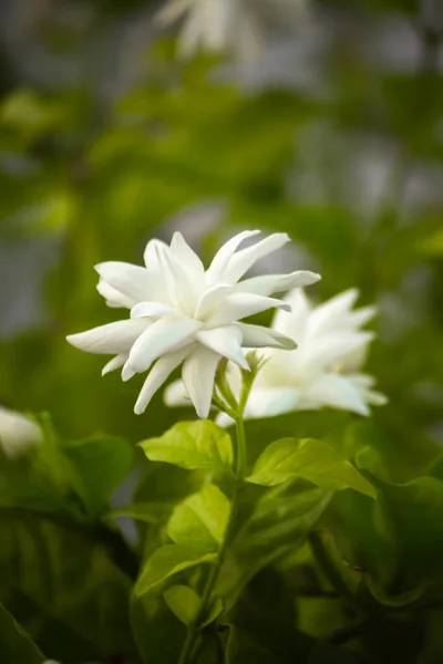 Jasmijn Bloem Plant Hoge Kwaliteit Stock Afbeelding — Stockfoto