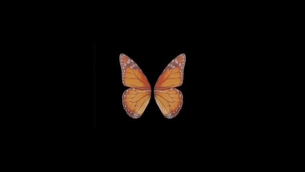 Renkli Kelebek Kanatları Arka Plan Animasyon Stok Görüntüsü Kelebek Stok — Stok video