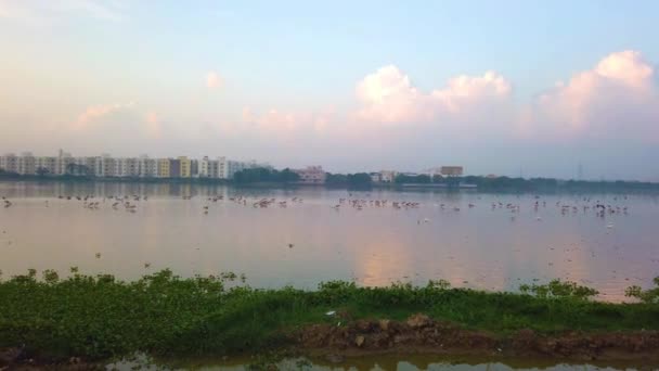 Stěhovaví Ptáci Spatřeni Vodní Bažině Poblíž Města Chennai Painted Stork — Stock video