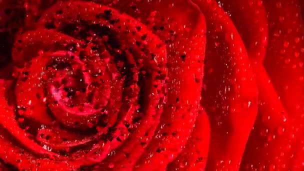 Red Rose Petals Falling Heart Shape Animation Inglês Simples Amor — Vídeo de Stock