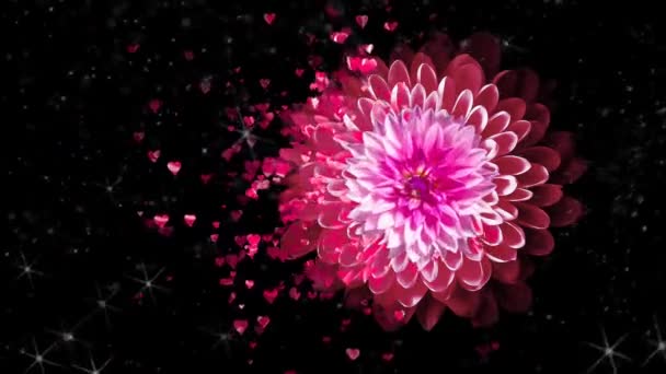 Piękne Płatki Kwiatów Falling Kwitnie Kwiat Róży Spadające Płatki Sezon — Wideo stockowe