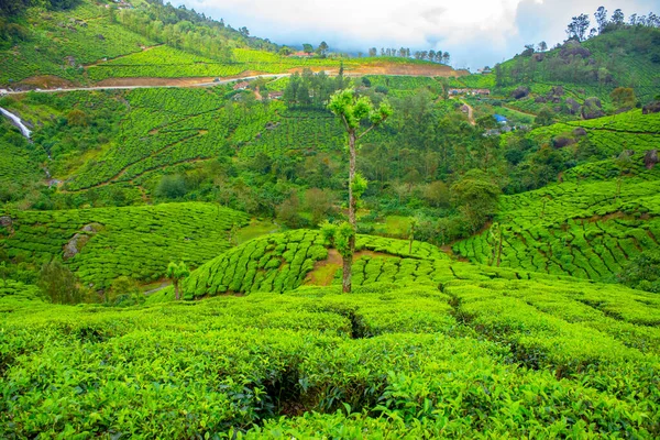 Φυτεία Τσαγιού Munnar Καλύτερα Φυτά Τσαγιού Munnar Κεράλα Ινδία — Φωτογραφία Αρχείου