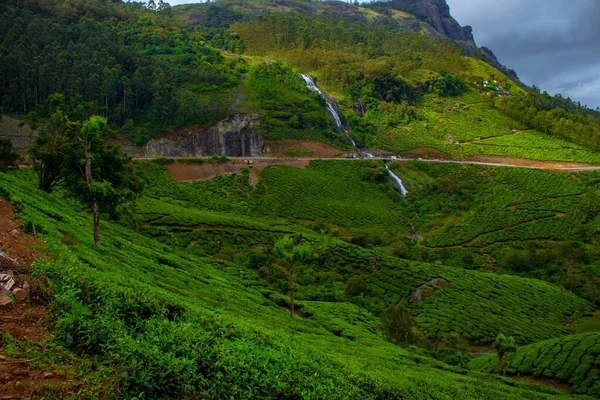 Piantagione Munnar Migliori Piante Munnar Kerala India — Foto Stock