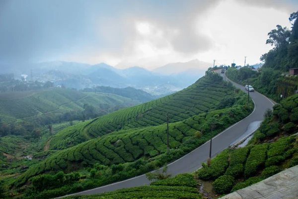 Плантация Чая Муннар Лучшие Чайные Заводы Munnar Керала Индия — стоковое фото