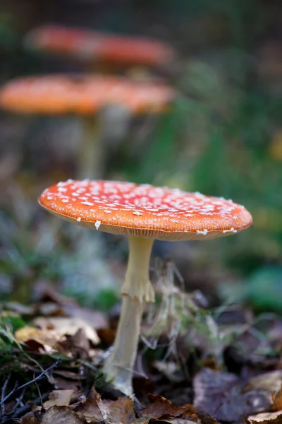 Red fly mushroom in forest — Stock Photo, Image