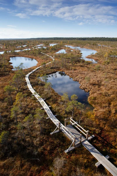 View to walking trail in swamp — Stock Photo, Image