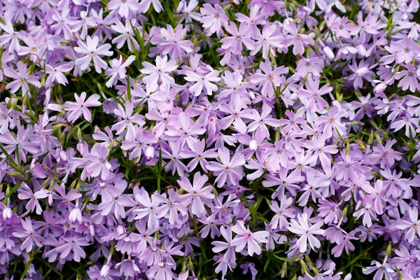 Flor de Phlox subulata Imagen de stock