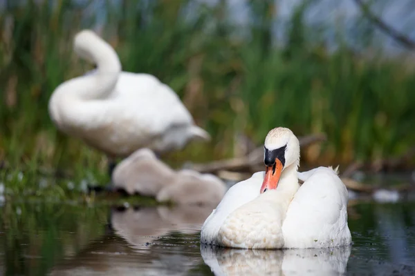 Mute swan family enjoying summer evening — Stock Photo, Image