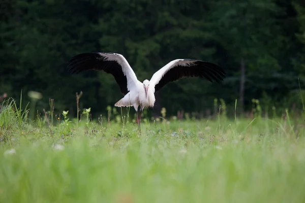 Jeune cigogne blanche atterrissage — Photo