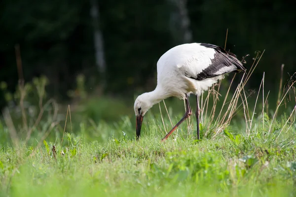 Vit stork söka mat — Stockfoto